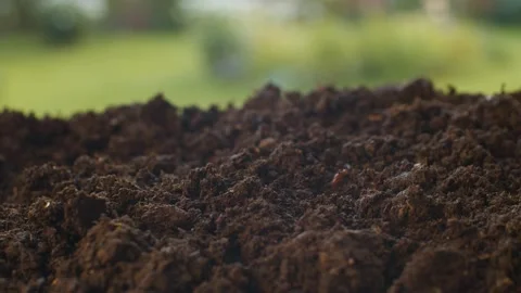 Worm and bug crawling in freshly dug up soil Stock-Footage 137812081