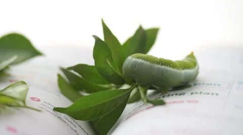 Worm and leaf on book 動画素材 55407484