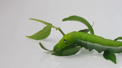 Worm and leaf on white background 動画素材 55408430