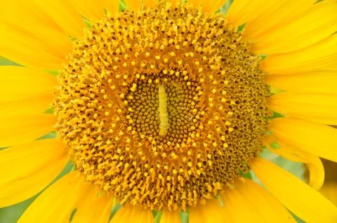 Worm and sunflower Stock Photos