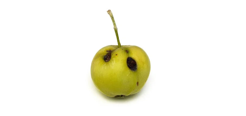 Worm apple on a white background Stock Photos