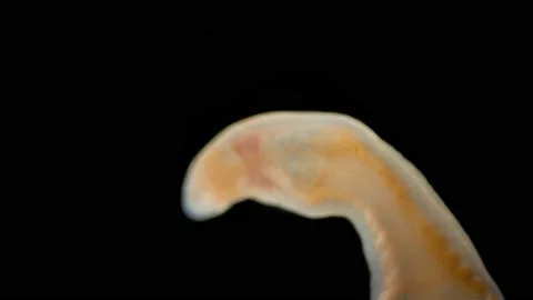 Worm Arctostemma arcticum under microscope, phylum Nemertea, order Monostilifera Stock Footage 233004329