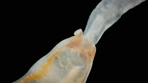 Worm Arctostemma arcticum under microscope, phylum Nemertea, order Monostilifera Stock Footage 233065409