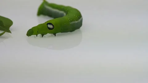 Worm are walking on a white background. 스톡 동영상 55409403