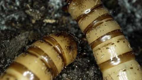 Worm Attacks Another Mealworm for Right of Way Stock Footage