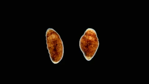 Worm Baicalellia sp. under the microscope. Families Provorticidae. Endemic Stock Footage 142061928