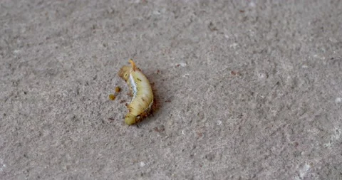 Worm bitten by an ant Stock Footage 223903230