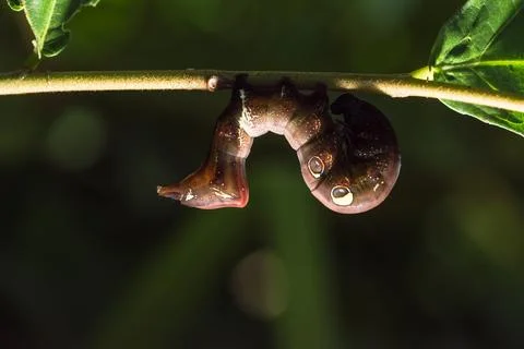 Worm at the branch Stock Photos
