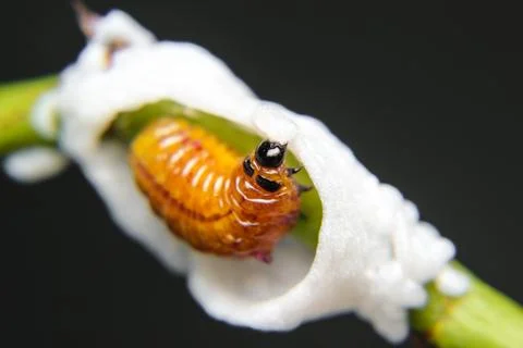 Worm building cocoon Stock Photos