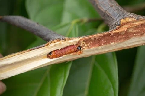 Worm burrowing inside the stem. Diseases and pests affecting cocoa plants. Se Stock Photos