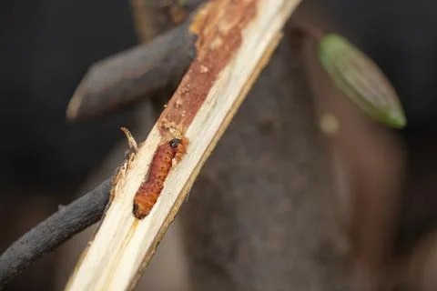 Worm burrowing inside the stem. Diseases and pests affecting cocoa plants. Se Stock Photos
