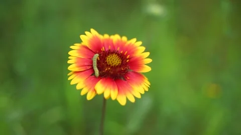 Worm cabbage worm flower on chrysanthemum Stock Footage 157750767