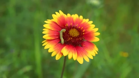 Worm cabbage worm flower on chrysanthemum Stock Footage 157750809