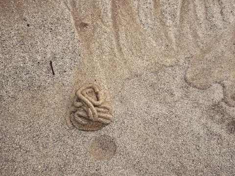 A worm cast created by sandworm on a beach in the English Channel in Saint-Malo, 스톡 사진