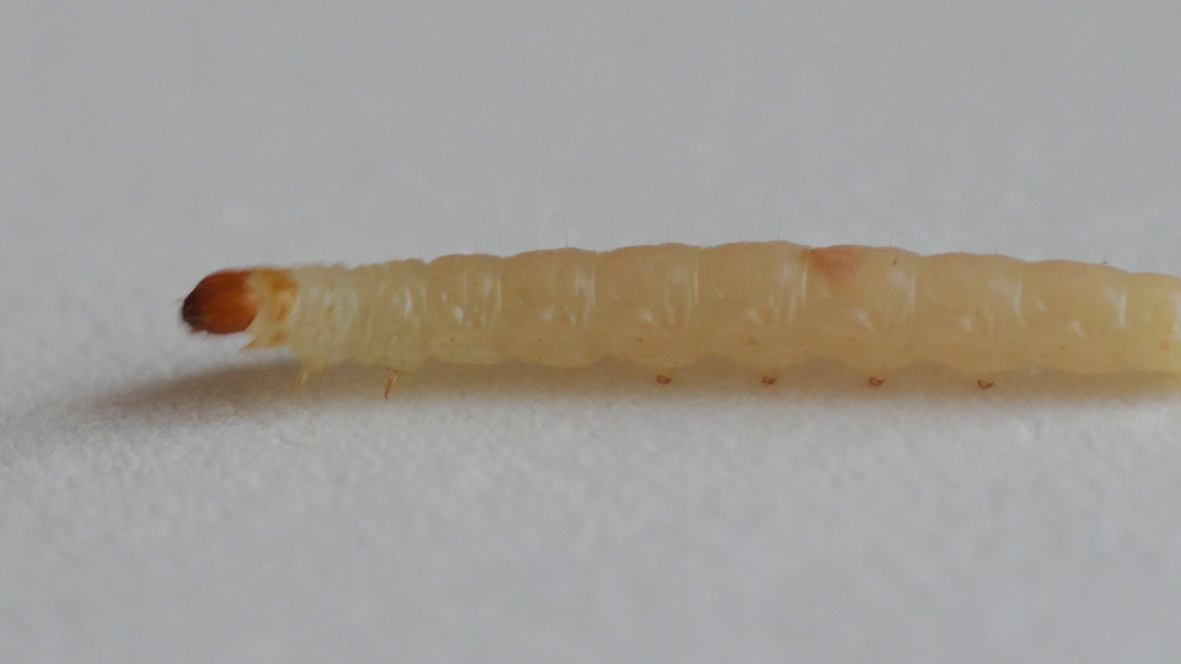 Worm Caterpillar Grub Larva Maggot Of Food Moth Footage