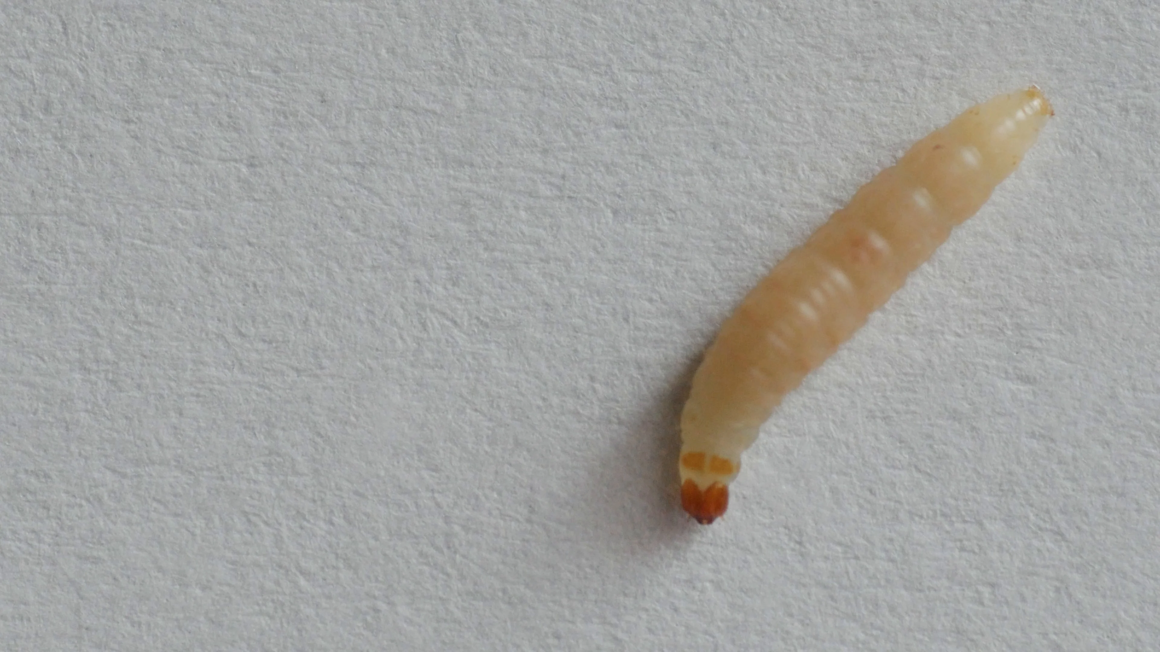 worm, caterpillar, grub, larva, maggot o, Stock Video