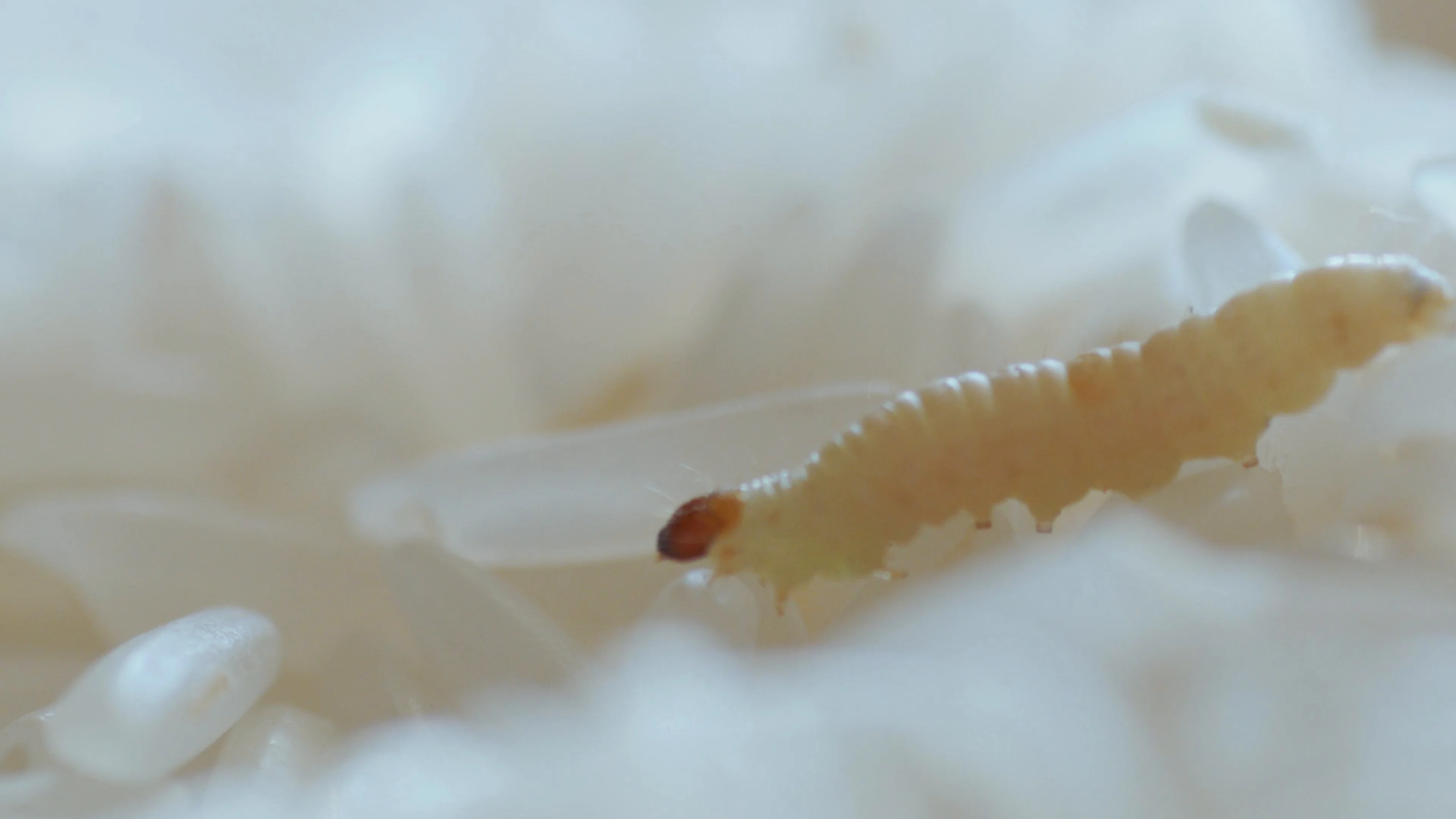 Worm Caterpillar Grub Larva Maggot Of Food Moth Hi Res 84261976