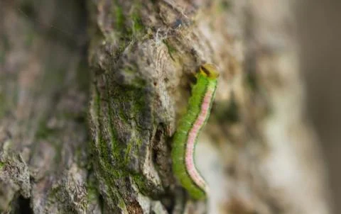 The worm, caterpillar, a worm on a tree. Stock Photos