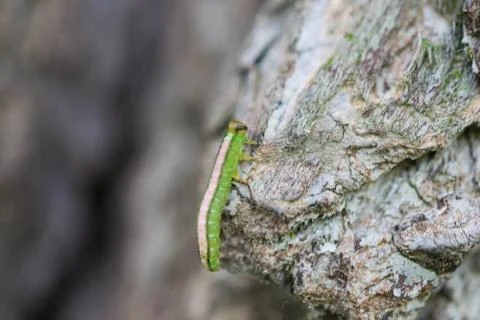 The worm, caterpillar, a worm on a tree. Stock Photos