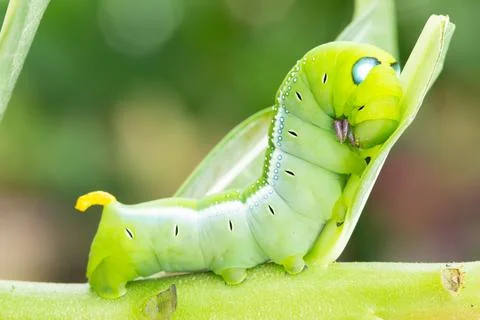 Worm the caterpillars Stock Photos