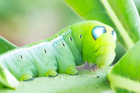 Worm the caterpillars Stock Photos