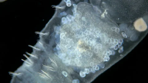 Worm Chaetogaster sp. under the microscope, Class Oligochaeta. Lives in fresh Stock Footage 195156713
