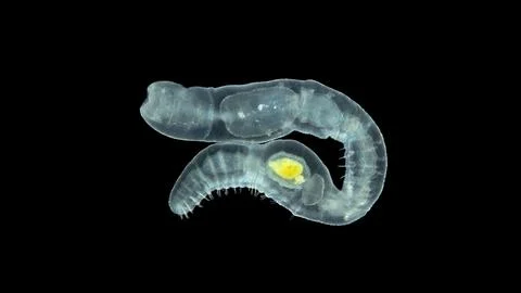 Worm Chaetogaster sp. under the microscope, class Oligochaeta. Lives in fre.. Foto stock