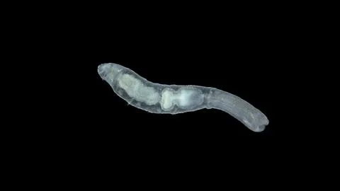 Worm Chaetogaster sp. under the microscope, class Oligochaeta. Lives in fre.. 库存照片