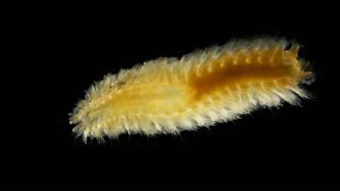 A worm of the Chrysopetalidae family under a microscope, class Polychaeta Stock Footage 125045600