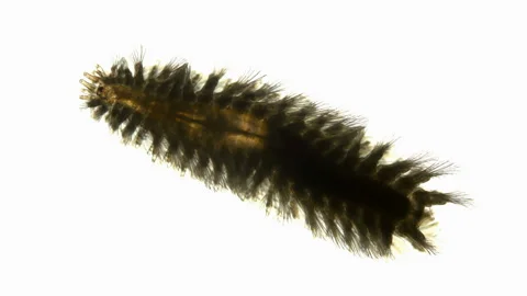 A worm of the Chrysopetalidae family under a microscope, class Polychaeta Stock Footage 125046533