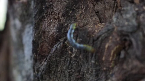 Worm Climb on a tree. Vidéo 119013595