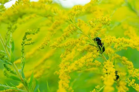 A worm climbing a flower stem Foto stock