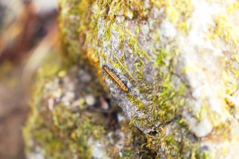Worm climbing on the rock Stock Photos