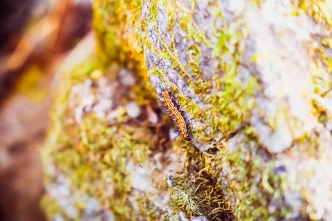 Worm climbing on the rock Foto stock
