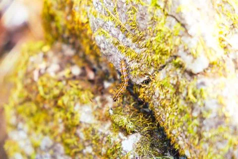 Worm climbing on the rock Stock Photos
