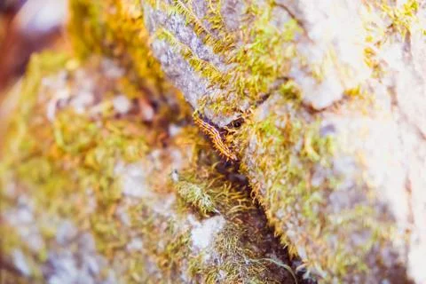 Worm climbing on the rock Stock Photos