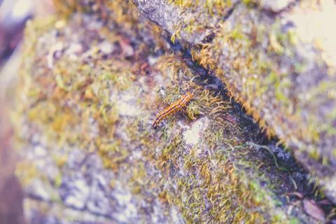 Worm climbing on the rock Stock Photos