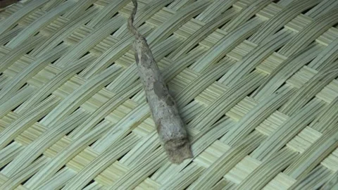 Worm in the cocoon Stock Footage 316269287