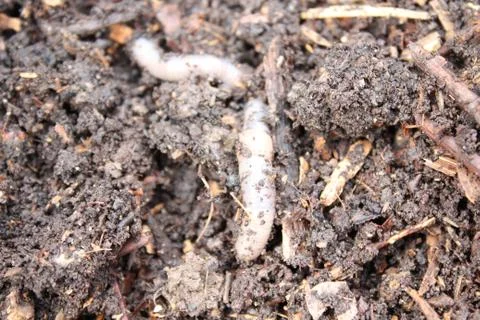 Worm in the compost Stock Photos