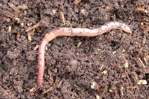 Worm in the compost Stock Photos