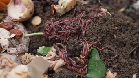 Worm composting, kitchen waste recycling and garden waste into nutrient-rich Stock Footage 311754414