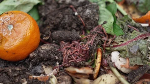 Worm composting is using worms to recycle food scraps and other organic material Stock Footage 306824660