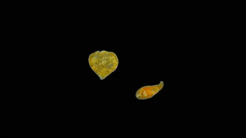 Worm Convoluta sp. under the microscope, Order Acoela. Convolutidae family Stock Footage 139574052