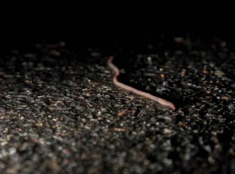 Worm Crawling on Asphalt Stock Photos