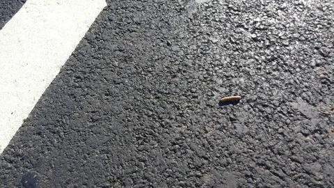 Worm crawling on asphalt road Stock Footage 97395852