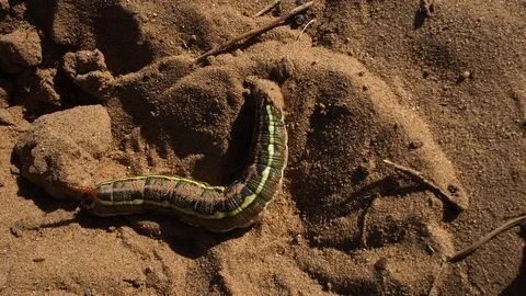 Worm Crawling In Desert Sand Stock Footage 100636667