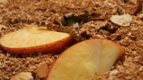 Worm crawling  Vidéo 743970