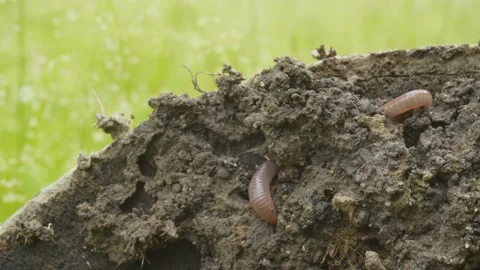 Worm crawling in freshly dug up soil Stock Footage 134313667