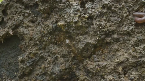 Worm crawling in freshly dug up soil Stock-Footage 134314044