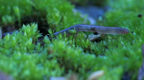 Worm crawling in the grass Stock Footage 124699